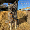 Load image into Gallery viewer, Wolfdoge Waterproof Collar & Leash Sedona