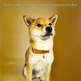 Load image into Gallery viewer, Wolfdoge Waterproof Collar Sedona