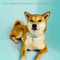 Load image into Gallery viewer, Wolfdoge Waterproof Collar Celeste