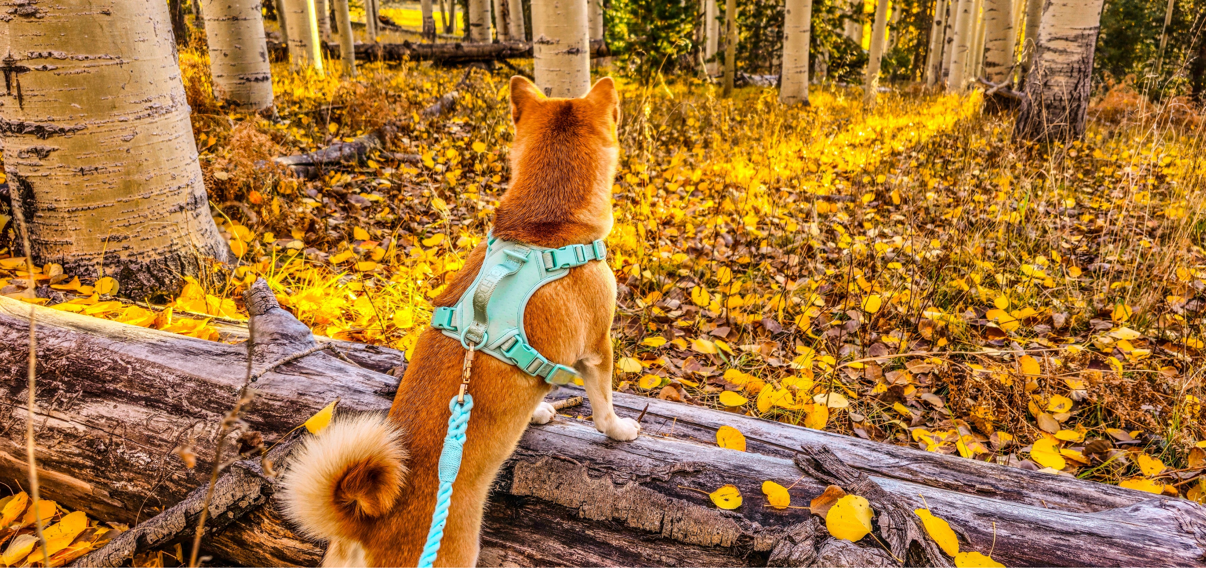 Dog standing on a log in a forest with autumn leaves and aspen trees.