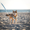 Load image into Gallery viewer, Great Wave Harness + Leash
