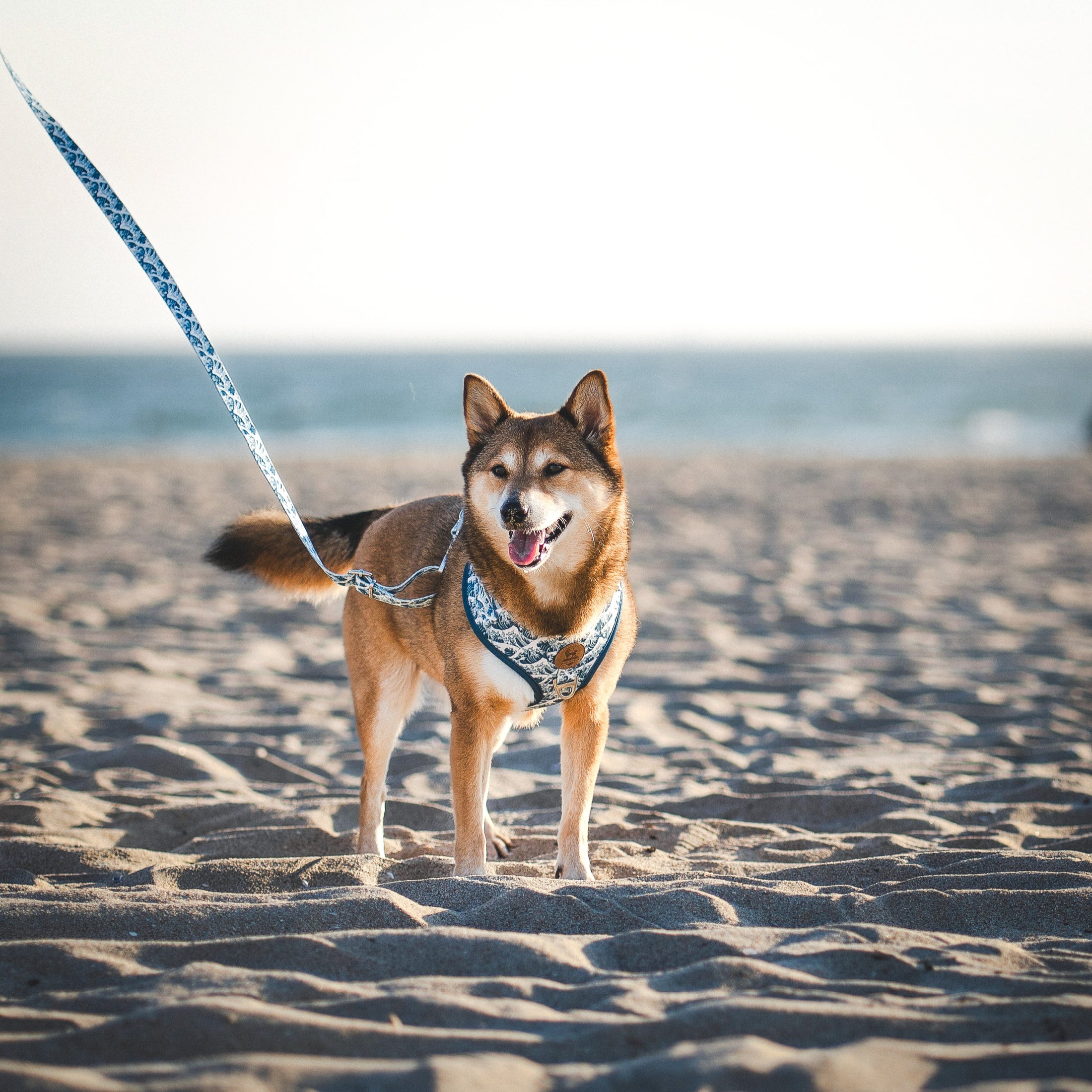 Great Wave Harness + Leash