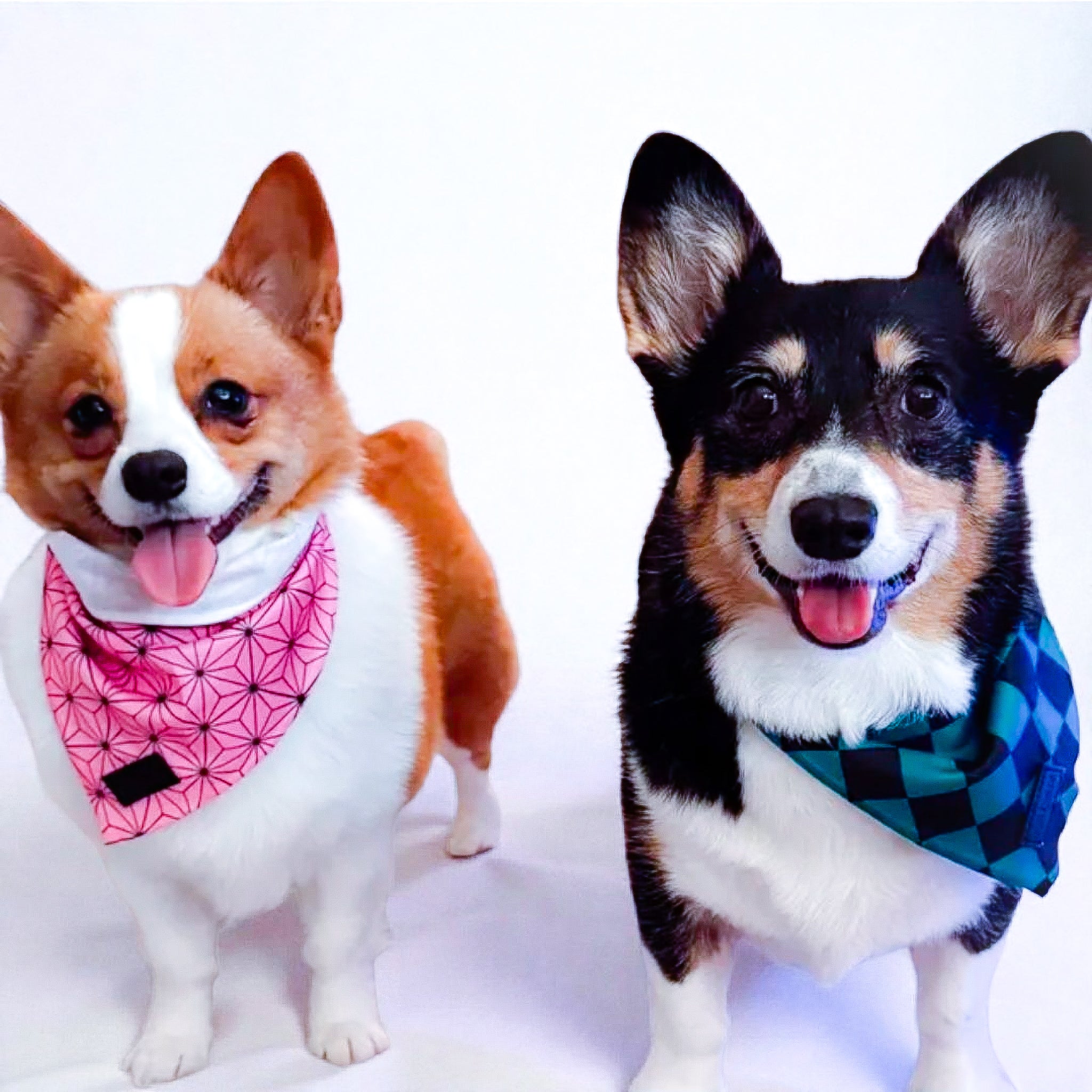 Asanoha Cooling Dog Bandana + Ichimatsu Checker Cooling Bandana