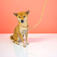 Load image into Gallery viewer, Wolfdoge Rope Leash Collar Peach
