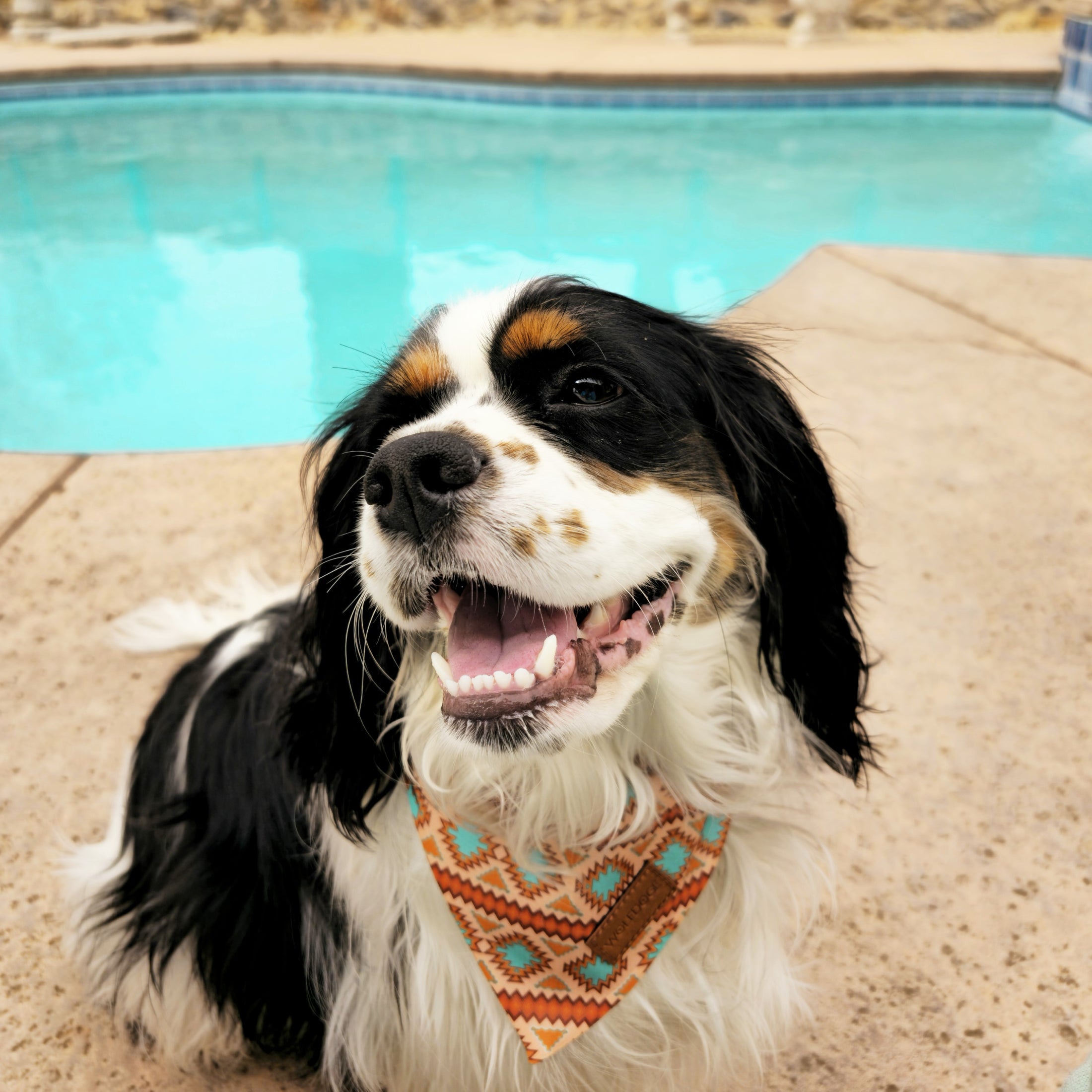 Southwest Spirit Cooling Bandana | Navajo Dog Bandana | Pet Bandana