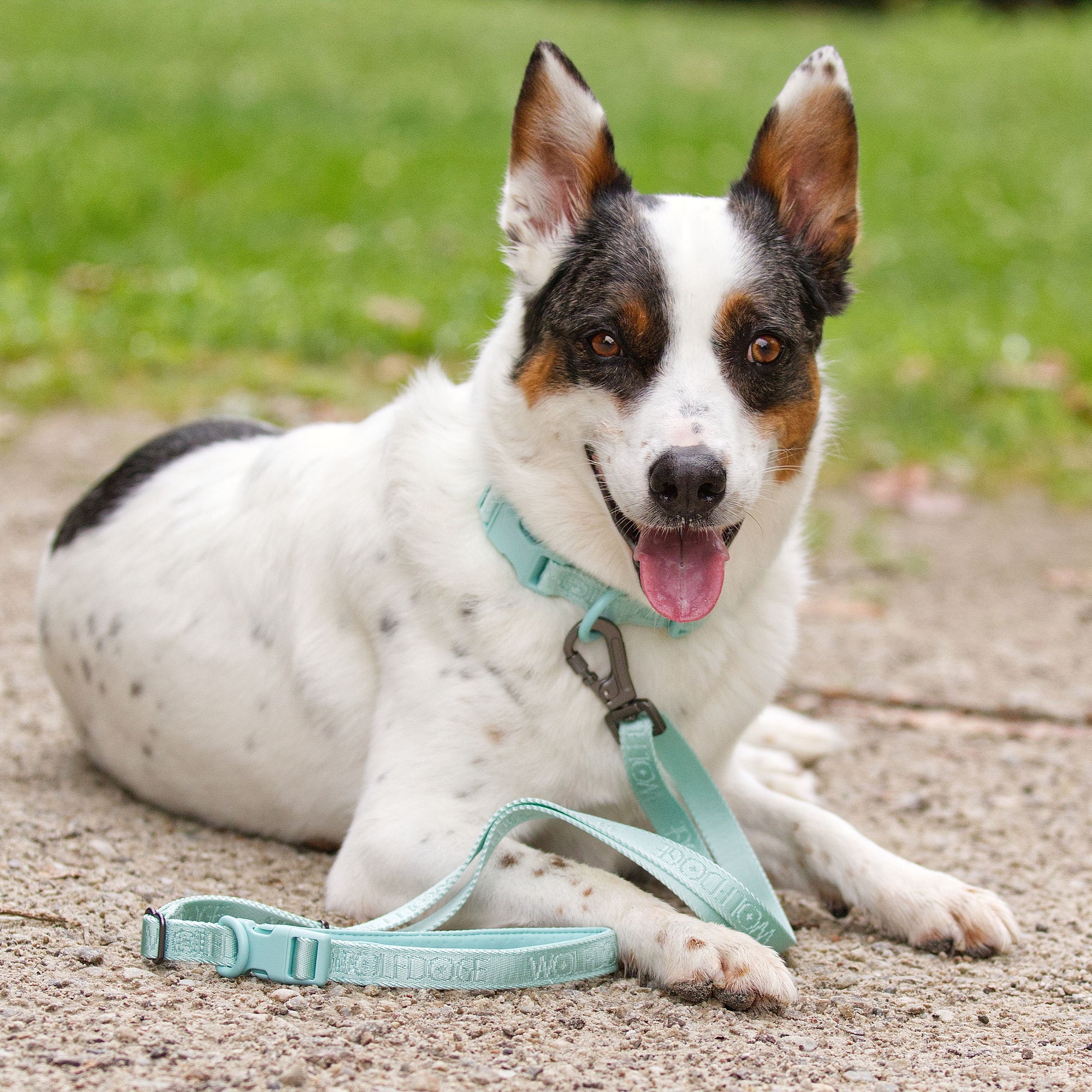 Wolfdoge Jacquard Collar & Leash