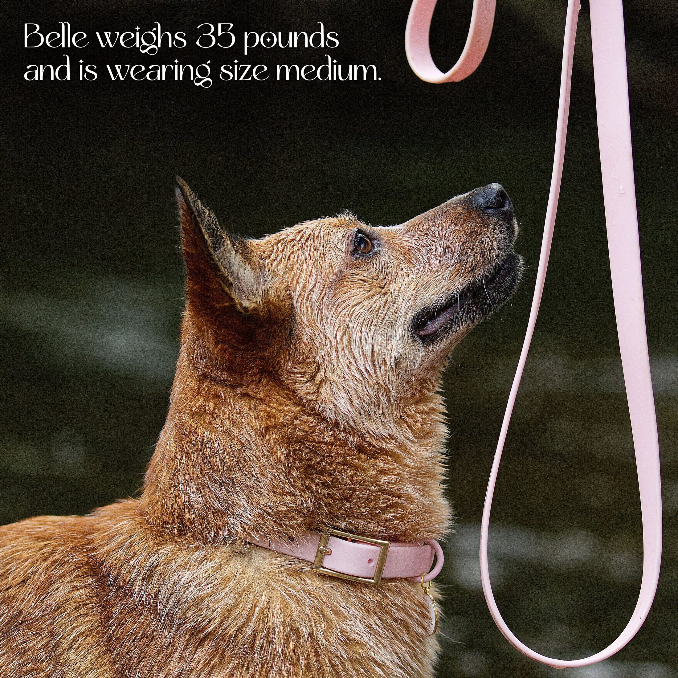 Wolfdoge Waterproof Collar Bubblegum