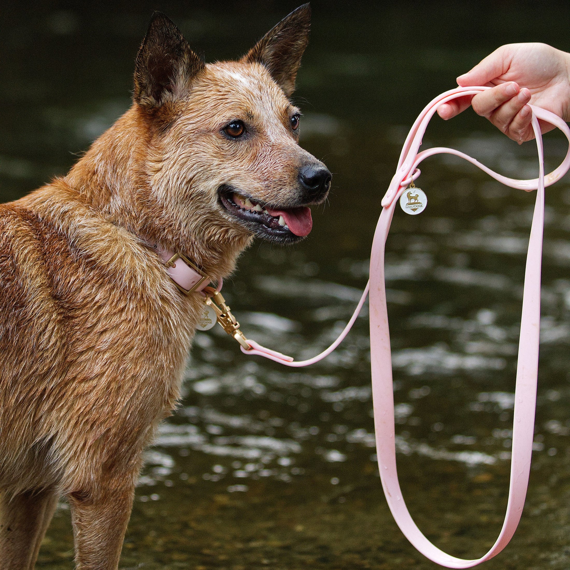 Wolfdoge Waterproof Collar + Leash Bubblegum